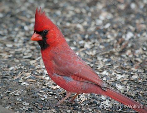 Cardinal On The Ground_24782.jpg - Northern Cardinal (Cardinalis cardinalis) photographed at Ottawa, Ontario, Canada.